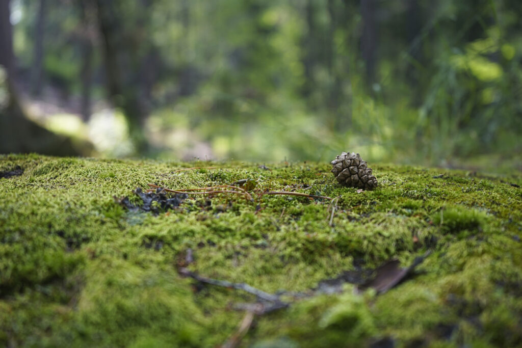 A stone covered with green moss on a blurred forest background. Close-up. Natural background with copy space for your design. Siberian taiga. Stolby national park in Krasnoyarsk.