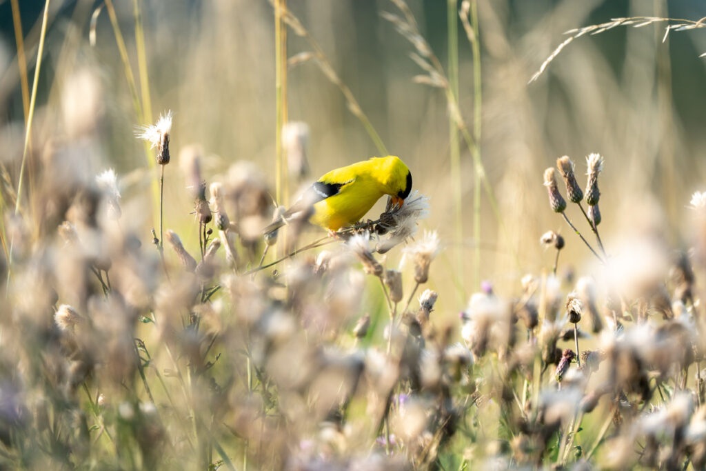 An American goldfinch picking thistle down from the plant.