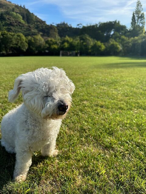 Fluffy enjoying a day in the park